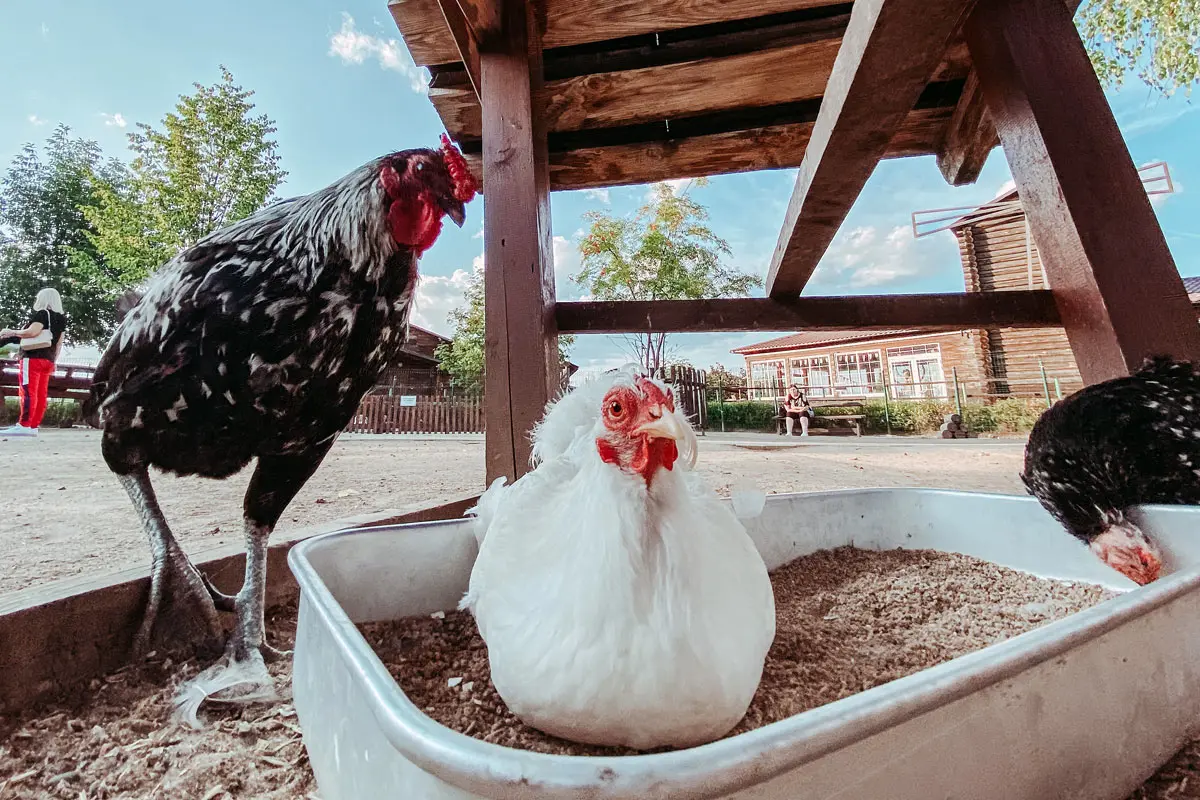 3 raisons surprenantes d'utiliser du sable pour vos poules