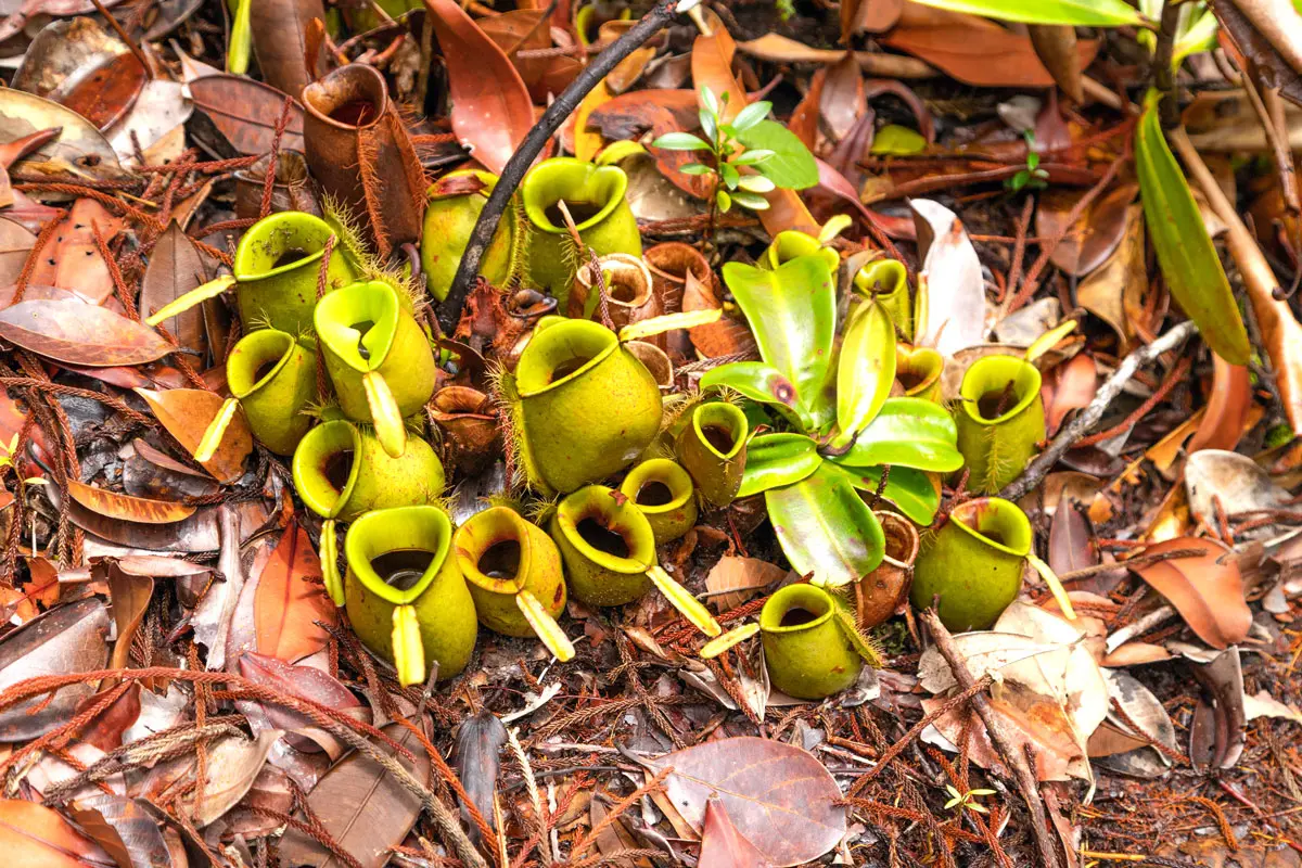 La sarracénie pourpre : la plante insectivore parfaite au jardin