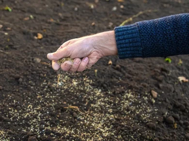 Semer votre gazon en novembre, est-ce (déjà) trop tard ?