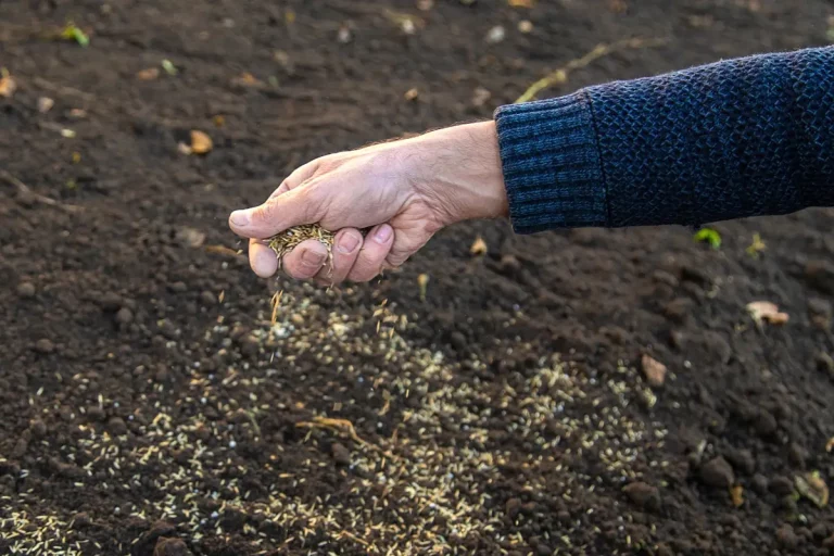 Semer votre gazon en novembre, est-ce (déjà) trop tard ?