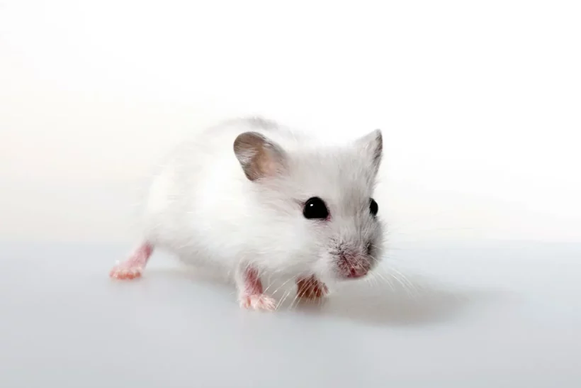 Des souris au grenier ? Nos astuces efficaces pour les repérer et les chasser