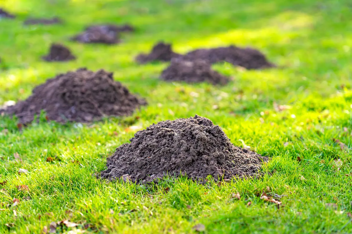 Découvrez comment chasser les taupes de votre jardin facilement