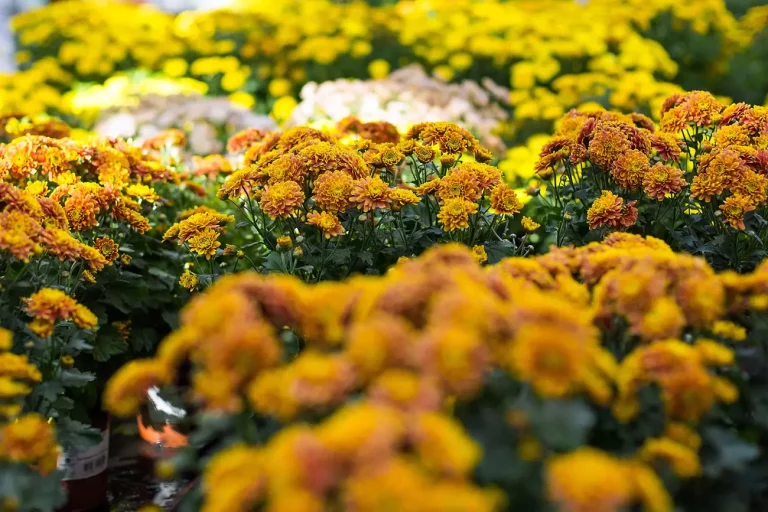 Les 10 plantes vivaces couvre-sol à planter en novembre dans votre jardin