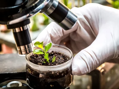 Un monde sans pesticides grâce à un vaccin pour protéger les plantes des ravageurs ?