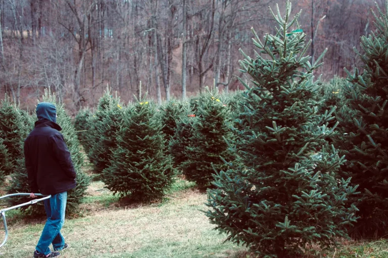 Découvrez les secrets des différentes variétés de sapins de Noël