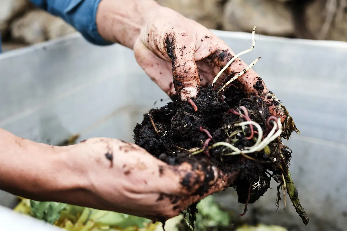 Les vers blancs dans votre compost : comment vous aident-ils ?