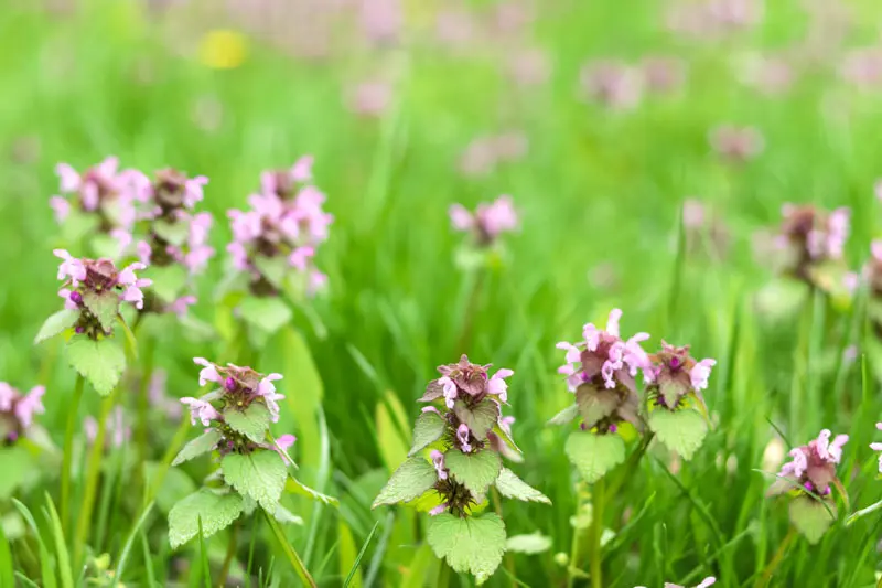 En novembre, votre jardin offre les conditions idéales pour les plantes vivaces couvre-sol