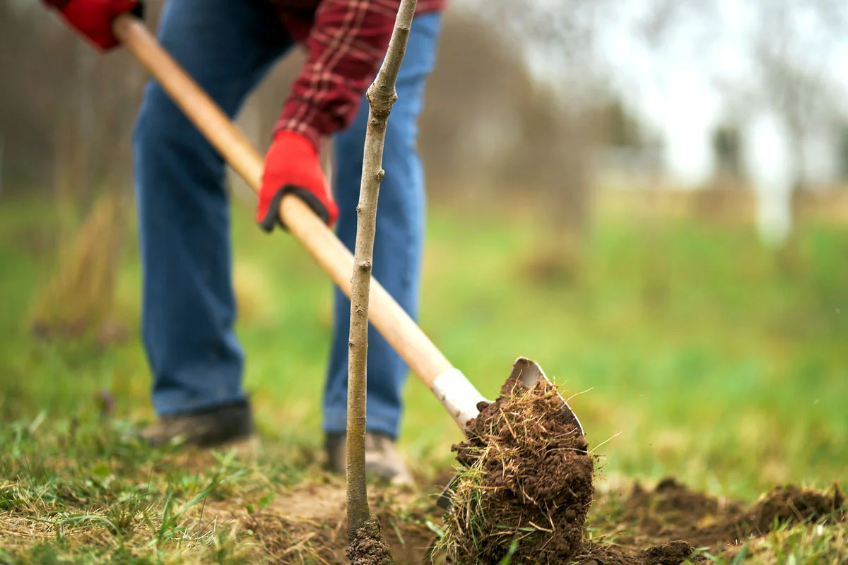 Découvrez pourquoi planter vos arbres en racines nues est une bonne idée !