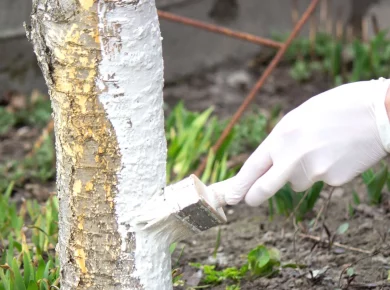 3 raisons de badigeonner vos arbres de chaux ou d'argile en hiver