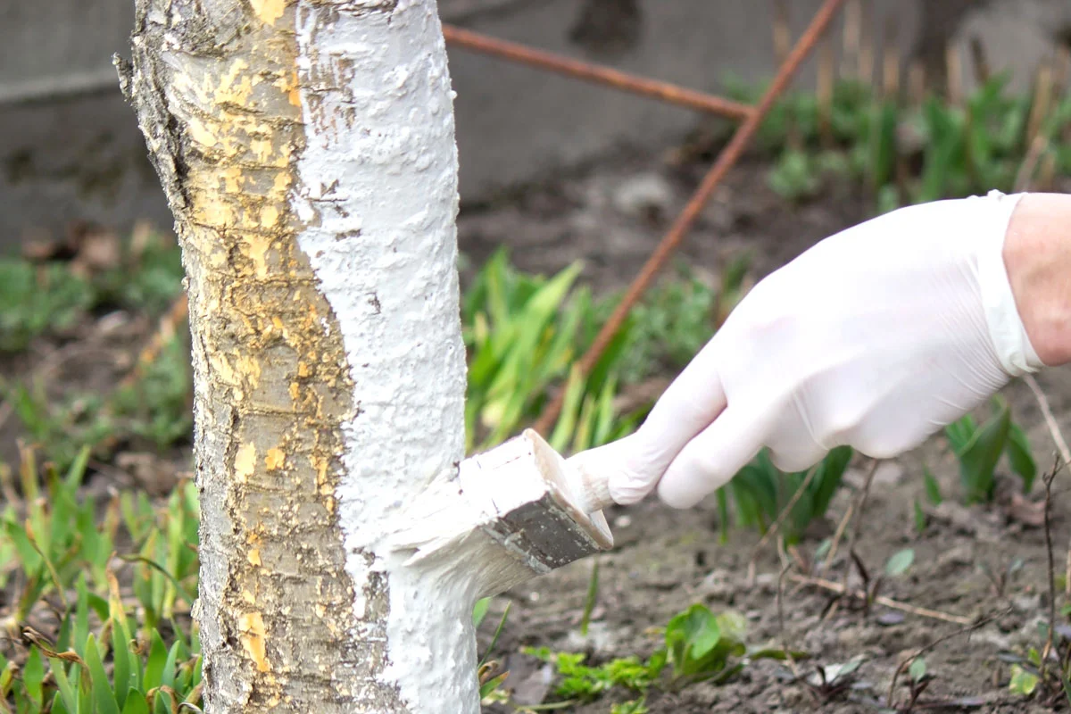 3 raisons de badigeonner vos arbres de chaux ou d'argile en hiver