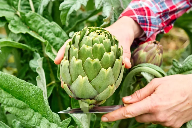 Réussissez la culture des artichauts dans votre potager facilement