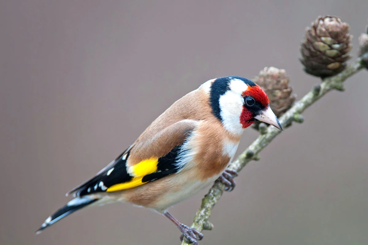 Des chardonnerets chez vous : voici comment les faire dans votre jardin