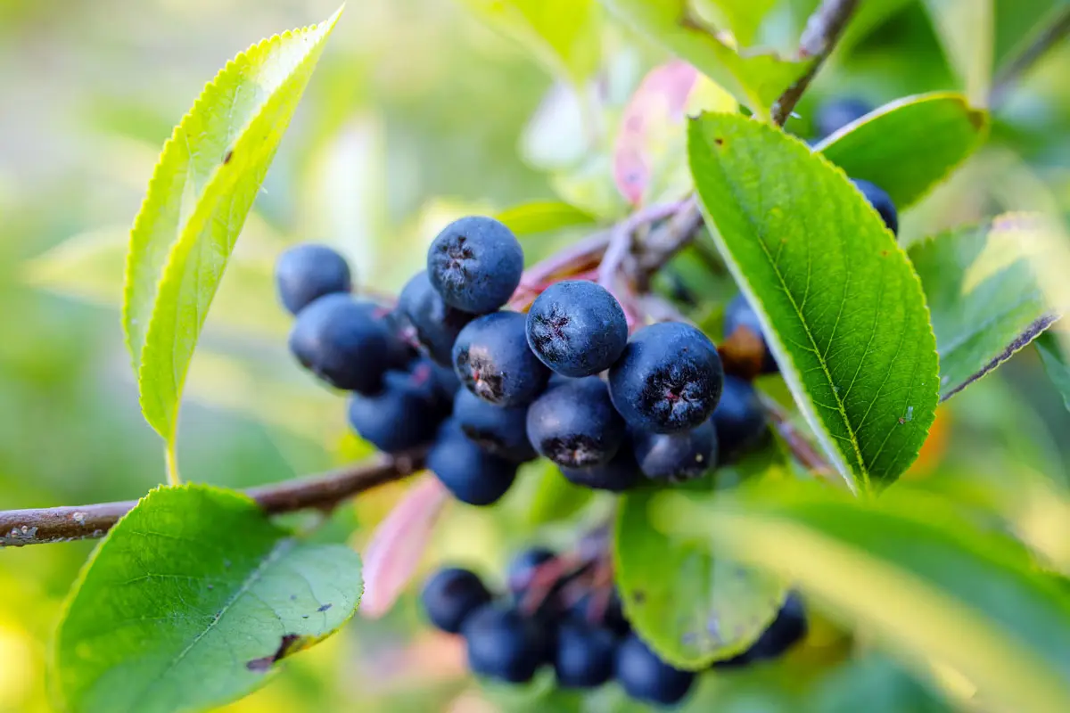 Découvrez les baies insolites à cultiver dans votre jardin et épatez vos amis