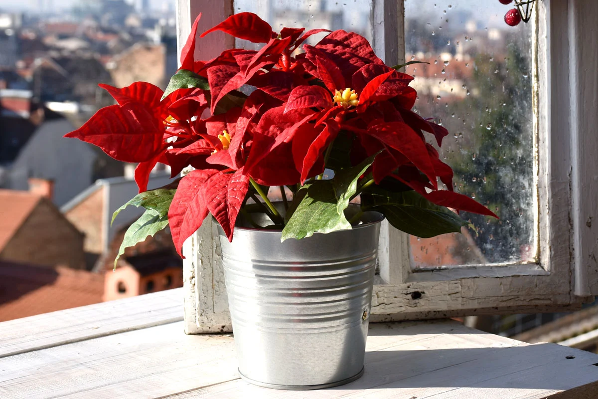 5 minutes suffisent pour prendre soin de votre Poinsettia : découvrez comment