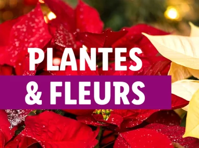 Lidl : 3 plantes de saison parfaites pour un cadeau de Noël original (et pas cher)