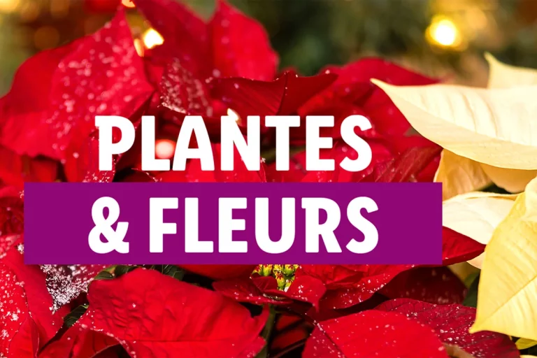 Lidl : 3 plantes de saison parfaites pour un cadeau de Noël original (et pas cher)