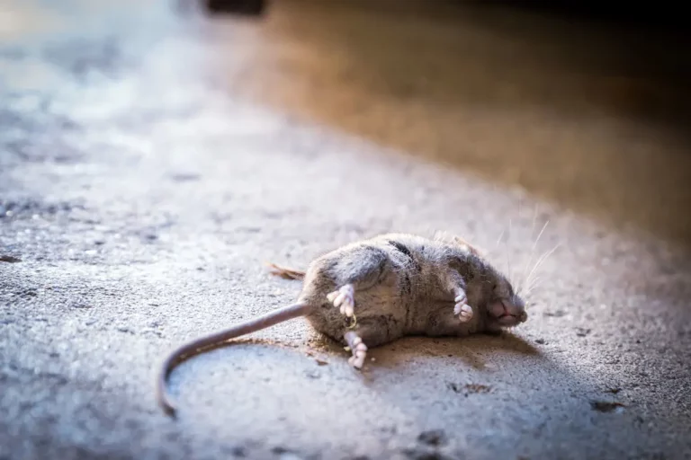 Chez Amazon, ce produit anti rats & souris, forte Infestation est à moins de 9€