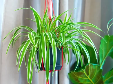 Les 3 petites plantes d'intérieur suspendues parfaites pour l'hiver