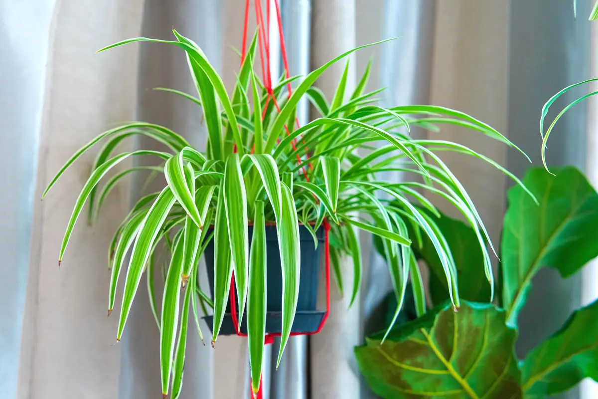 Les 3 petites plantes d'intérieur suspendues parfaites pour l'hiver