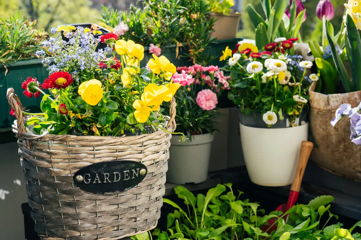 Illuminez votre extérieur : 3 superbes plantes d'hiver pour votre balcon