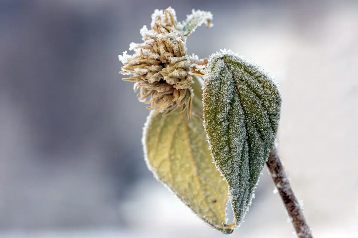 Comment sauver vos plantes du gel ? Découvrez les bonnes techniques