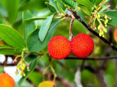 5 arbustes à fruits oubliés à planter dans votre jardin cette année