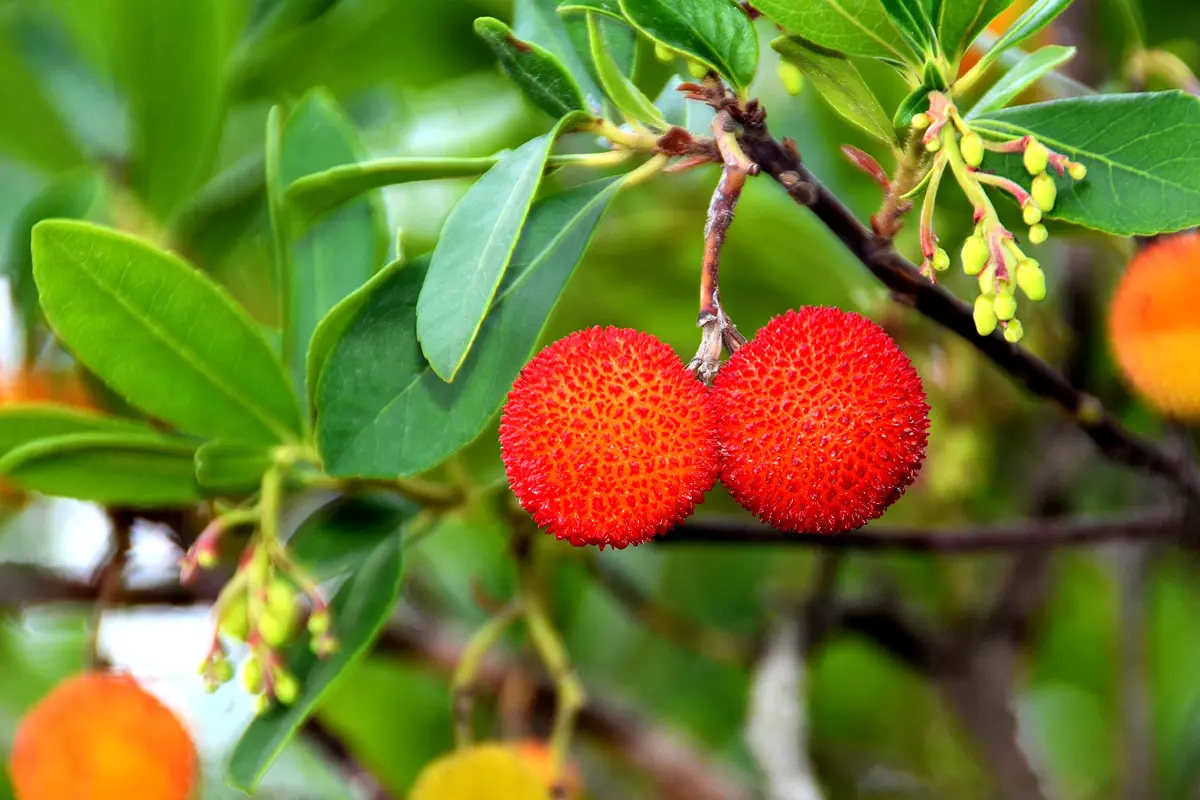 5 arbustes à fruits oubliés à planter dans votre jardin cette année