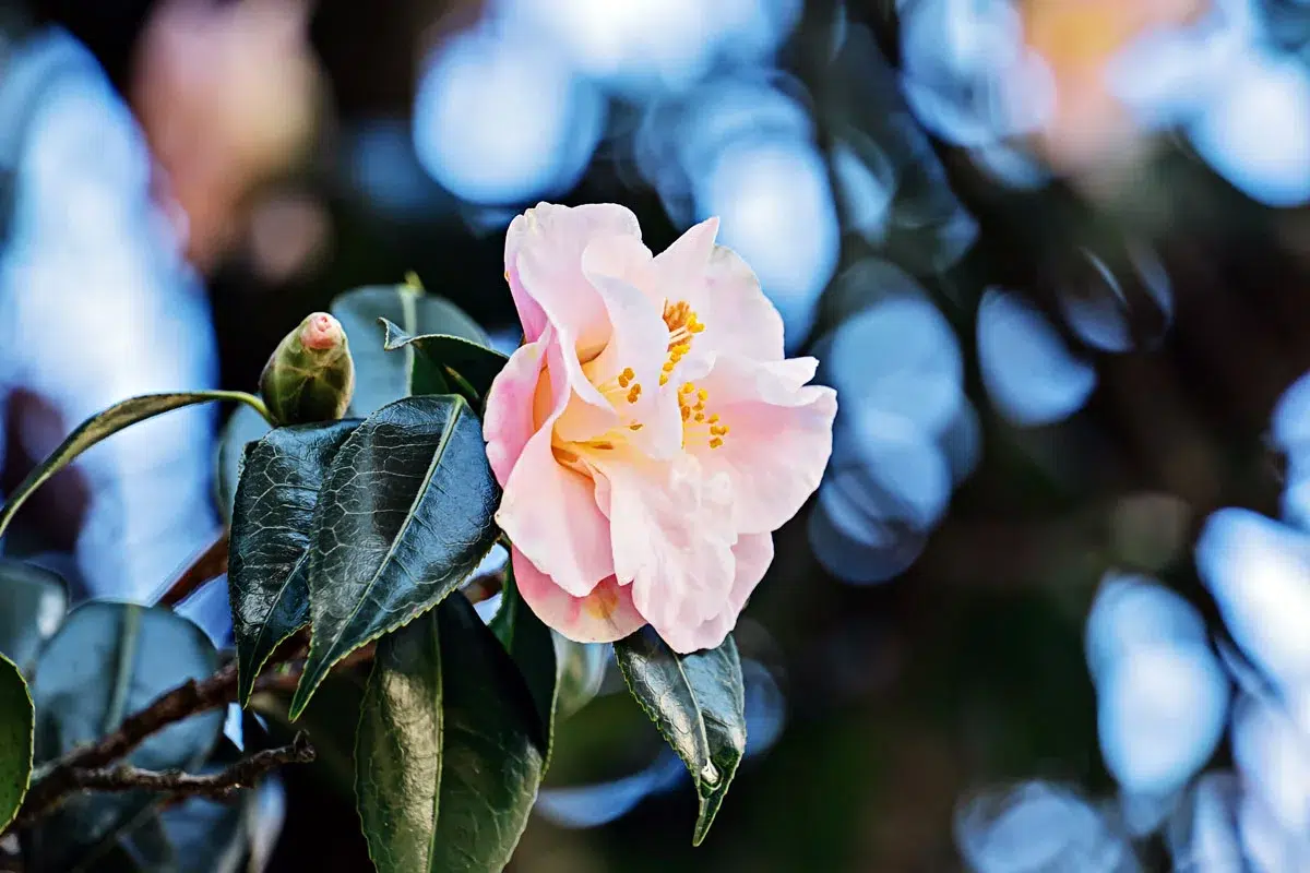 7 plantations et boutures à faire cet hiver dans votre jardin