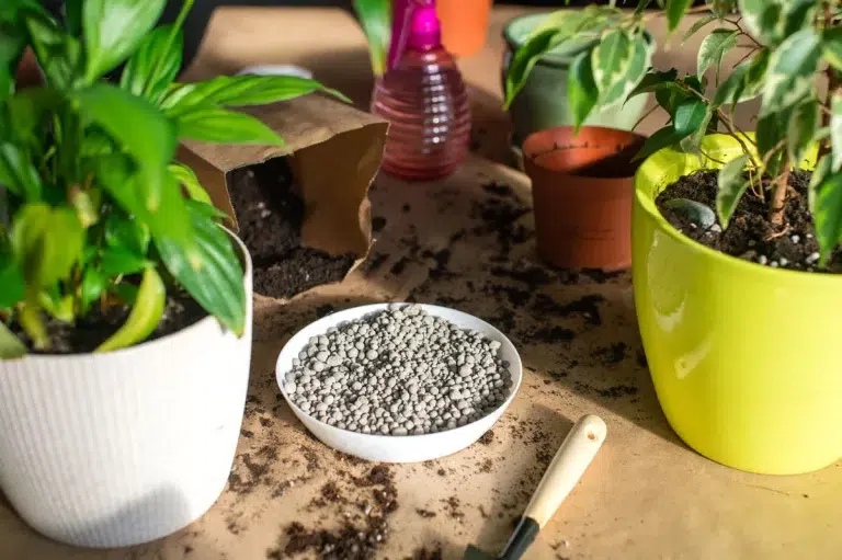 Luttez contre l'humidité de votre maison avec ces plantes d'intérieur