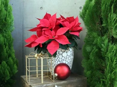5 idées de décoration avec des poinsettias pour Noël