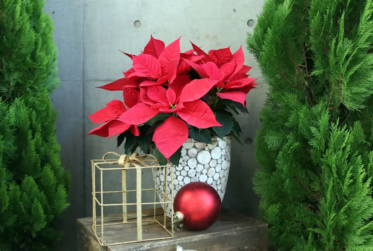 5 idées de décoration avec des poinsettias pour Noël