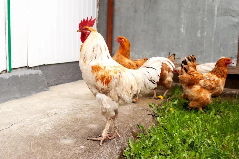 Comment protéger vos poules avec des vermifuges naturels ?