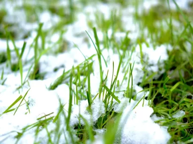 Comment protéger votre pelouse du froid en hiver ?