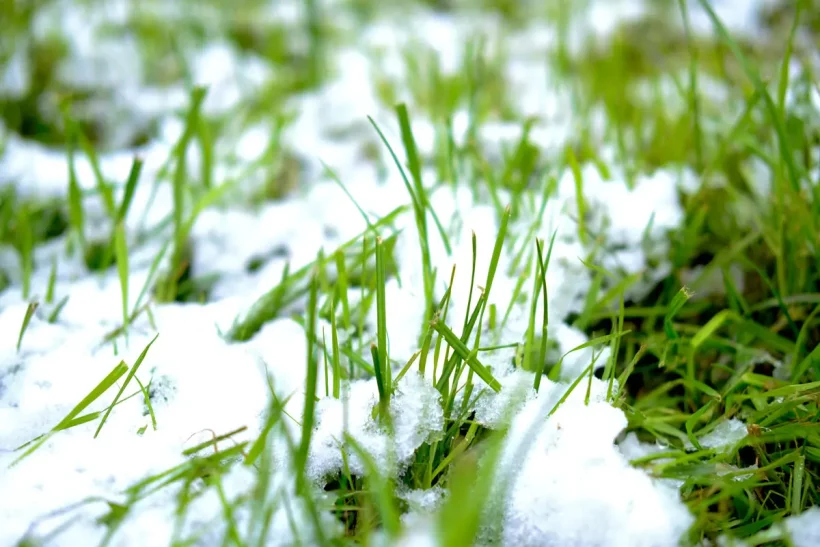 Comment protéger votre pelouse du froid en hiver ?