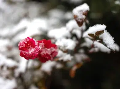 Les premières gelées au jardin : comment prendre soin de vos rosiers ?