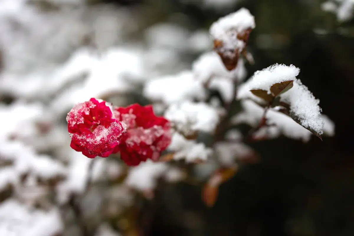 Les premières gelées au jardin : comment prendre soin de vos rosiers ?