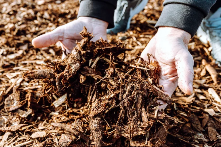 Comment protéger et préserver le sol de votre potager pendant l'hiver ?