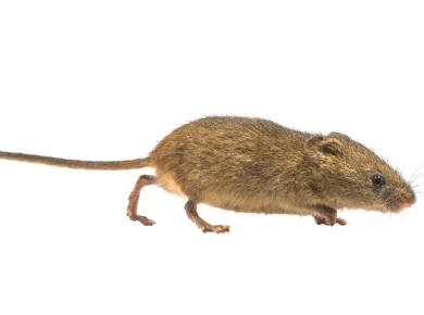 Des souris à la maison ? Ces sons révèlent leur présence dans votre logement