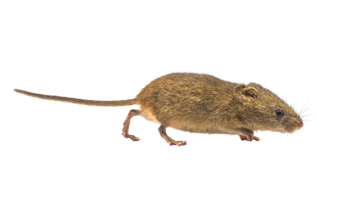 Des souris à la maison ? Ces sons révèlent leur présence dans votre logement