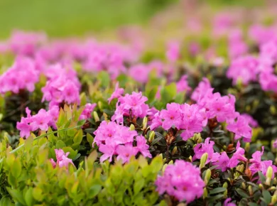 7 plantes idéales pour un massif vert tout au long de l'année au jardin