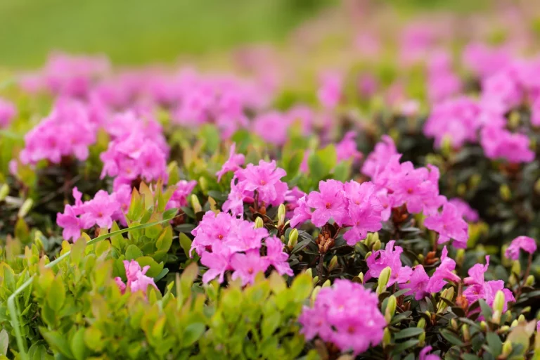 7 plantes idéales pour un massif vert tout au long de l'année au jardin