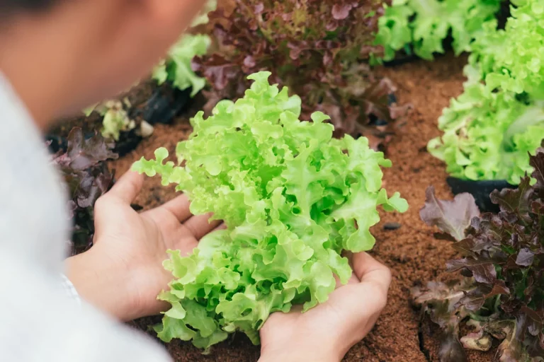 Salades de janvier : les variétés à planter et nos conseils pour un potager réussi