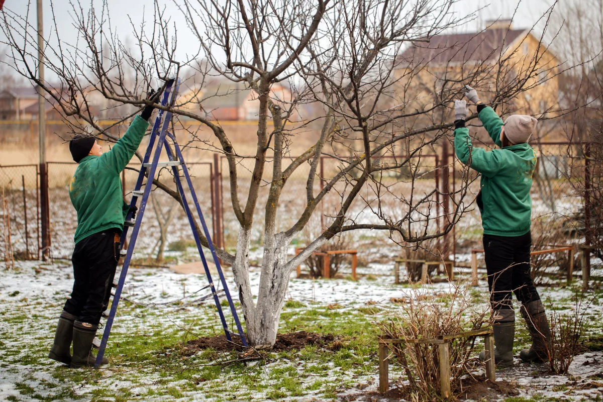 3 arbustes fruitiers que vous devez tailler en décembre au jardin