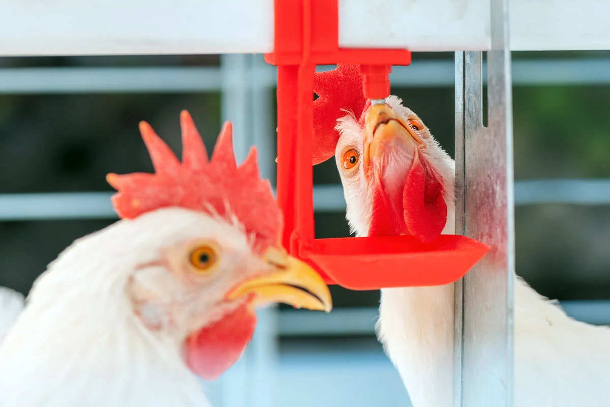 Pourquoi ajouter du vinaigre dans l'eau de vos poules ?