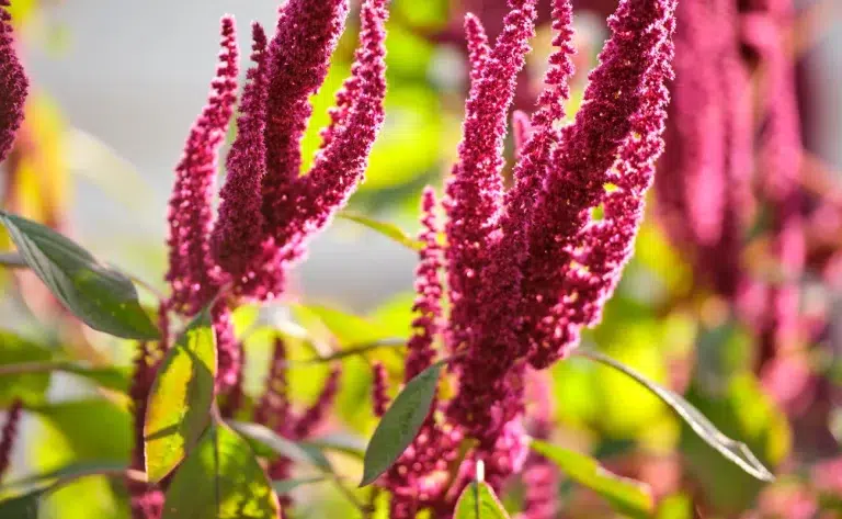 L'amarante, une plante parfaite au jardin pour la permaculture