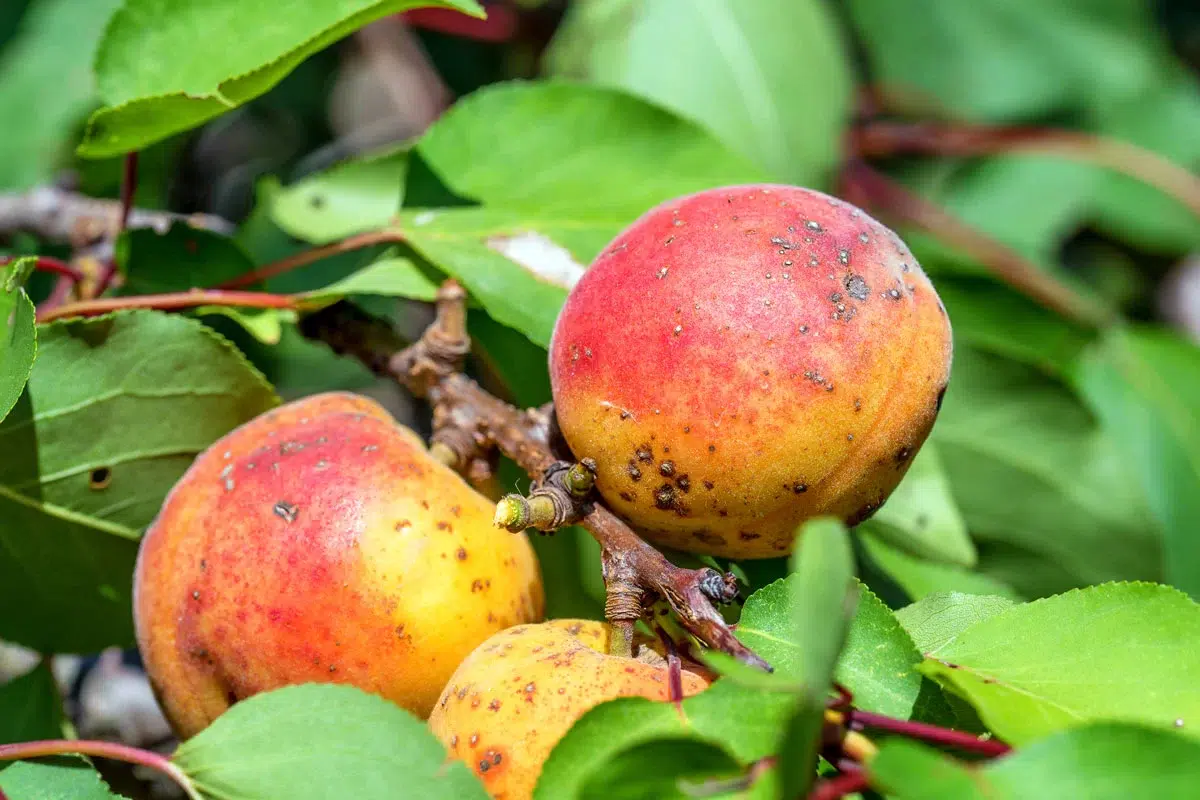 Découvrez les 3 arbres fruitiers à planter en janvier pour un jardin gourmand au printemps