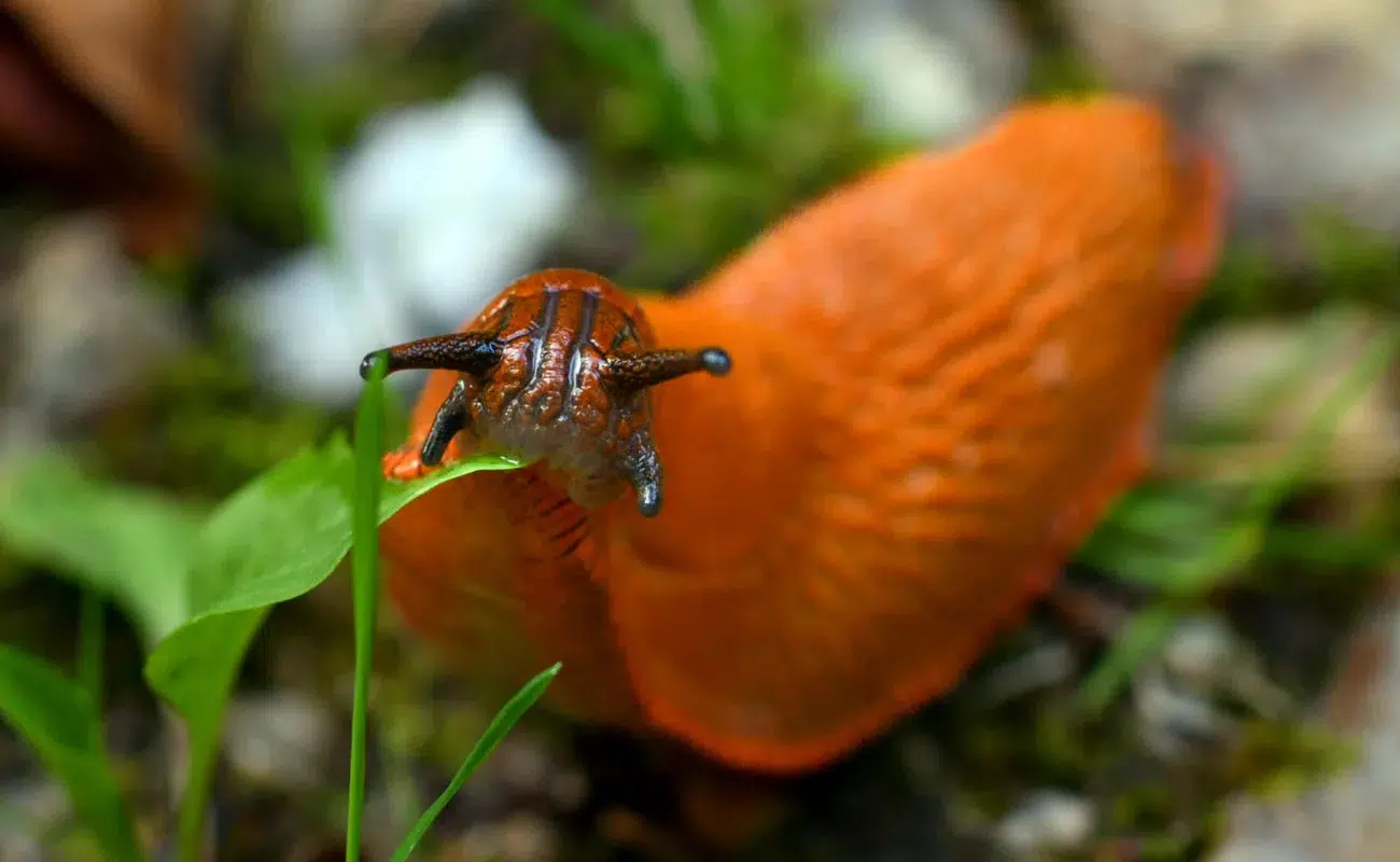 Retour des limaces au jardin et potager : découvrez 3 astuces pour les repousser