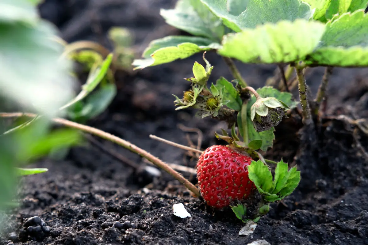 Votre potager en permaculture en 2024 : démarrer facilement même en étant débutant