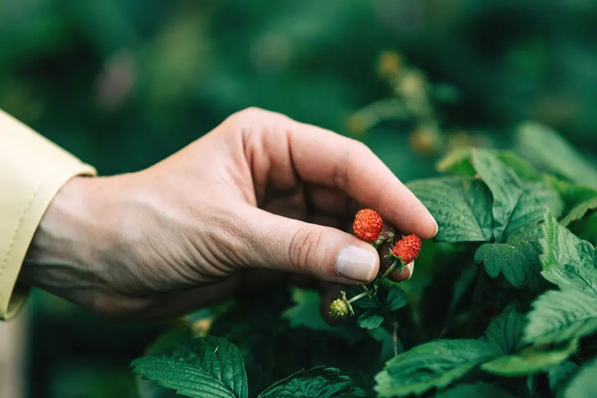 Comment réussir l'entretien de vos fraisiers en hiver ?