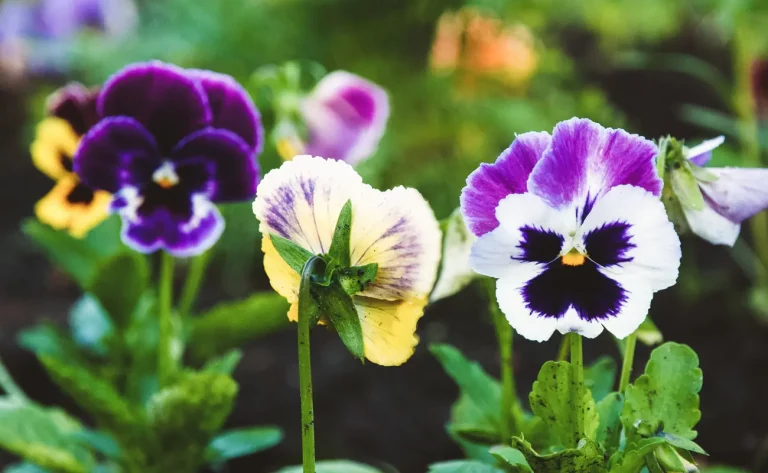 Quelles plantes planter dans votre jardin au mois de février ?